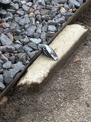 Black-and-white Warbler