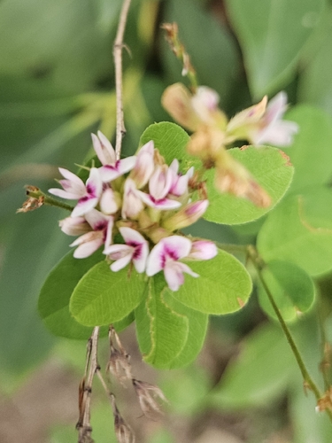 violet bush clover
