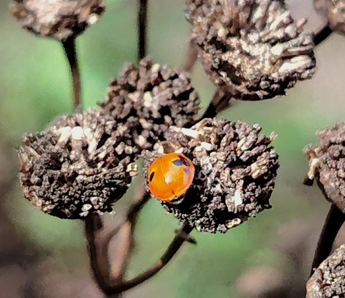 Two-spotted Lady Beetle