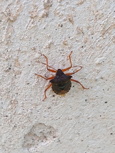 Forest Bug