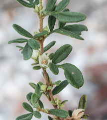 Boronia duiganiae