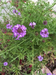 Glandularia lilacina