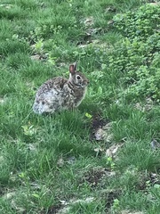Sylvilagus floridanus