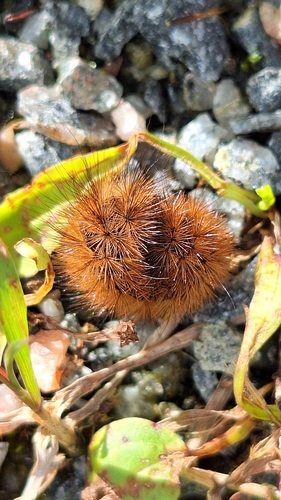 Ruby Tiger Moth