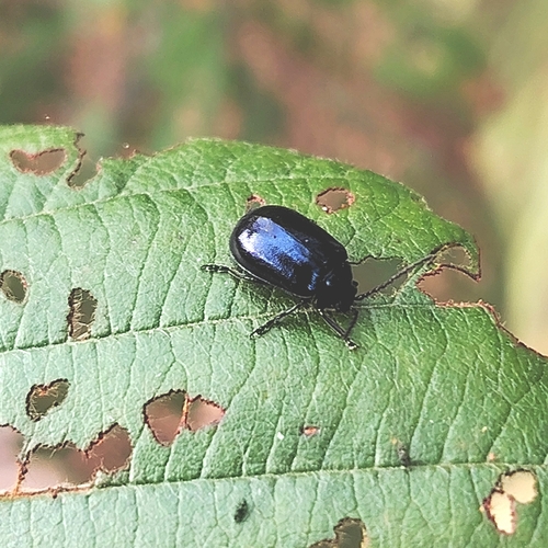 Alder Leaf Beetle