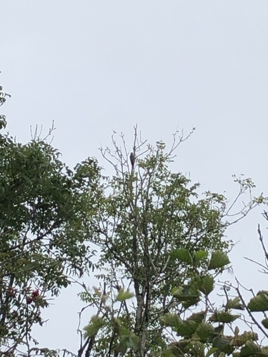 Great Spotted Woodpecker