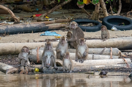 Long-tailed Macaque