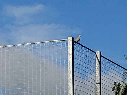 Eurasian Collared-Dove