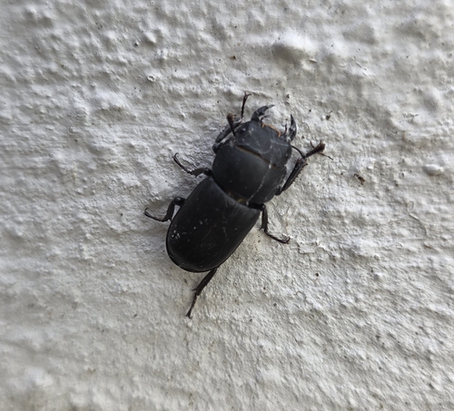 Lesser Stag Beetle