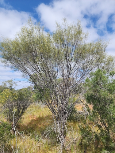 Acacia burkittii observed 2026-09-21