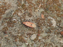 Dysdercus fuscomaculatus