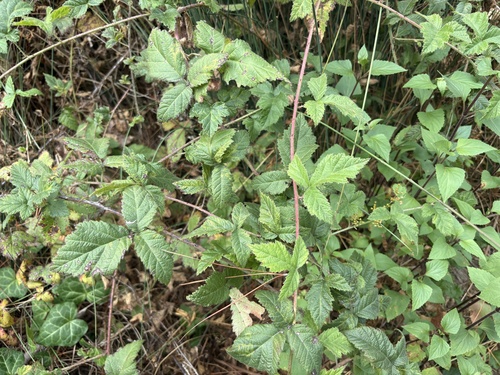 Rubus ursinus, photograph 6