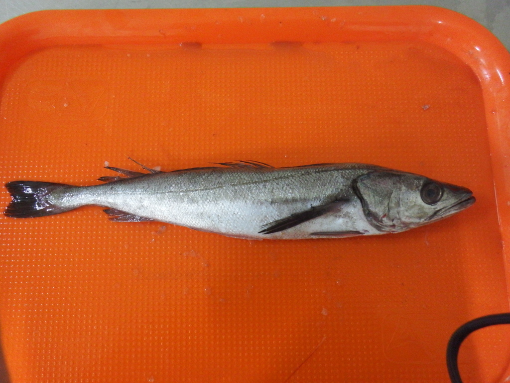 English Hake