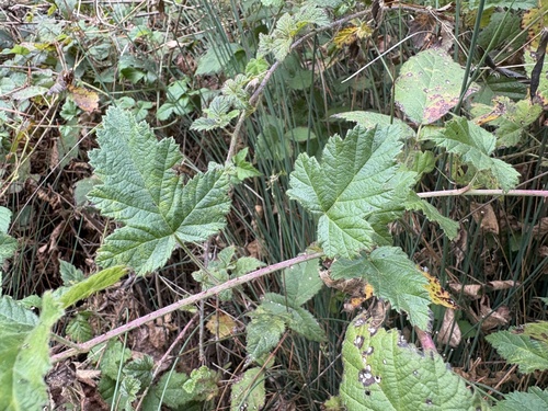 Rubus ursinus, photograph 5