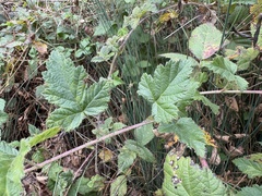Rubus ursinus, photograph author not stated, no rights reserved
