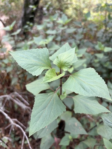 Ageratina adenophora, photograph 3
