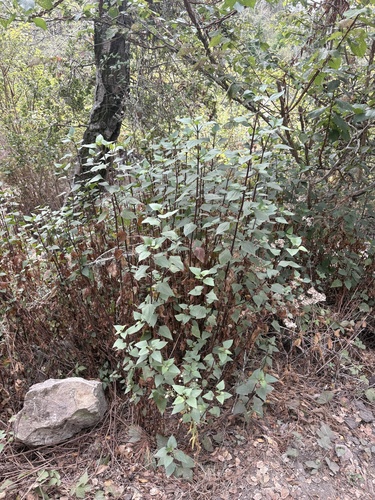 Ageratina adenophora, photograph 4