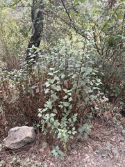 Ageratina adenophora, photograph author not stated, no rights reserved