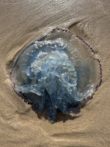 Dustbin-lid Jelly
