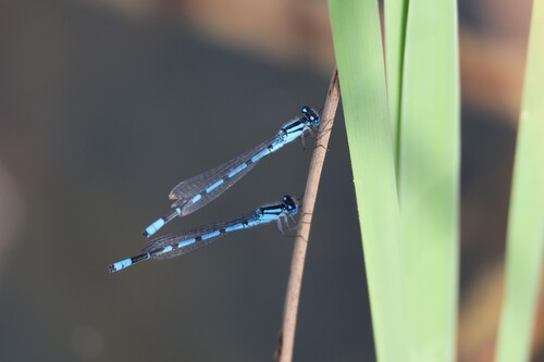 Common Blue Damselfly