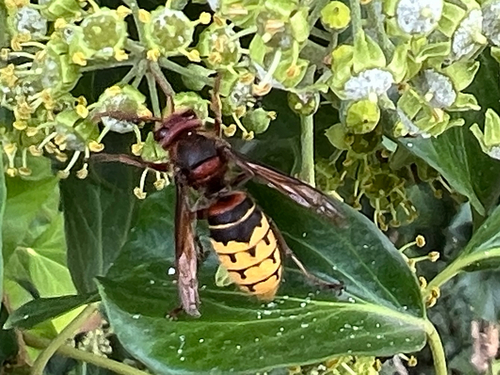European Hornet