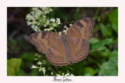 Chocolate Pansy