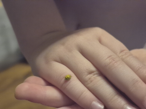 22-spot Ladybird