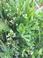 Medicago falcata