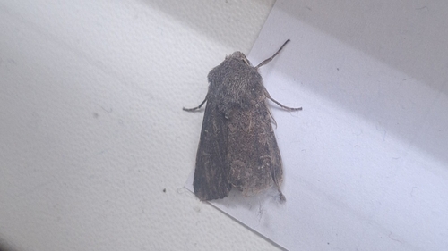 Deep-brown Dart