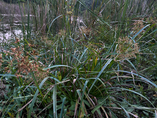 Rhynchospora corymbosa observed 2026-09-21