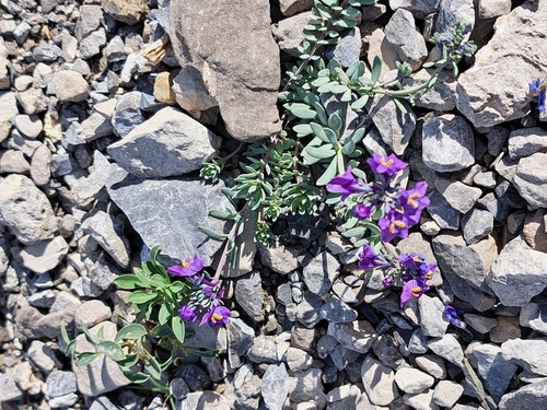Alpine Toadflax