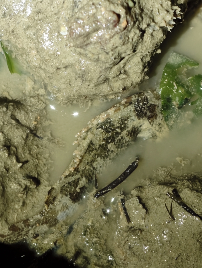 False Scorpion-fish