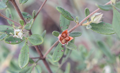 Boronia duiganiae