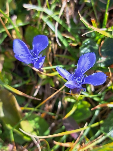 Fringe-flowered Gentian