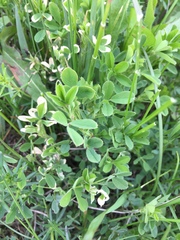 Medicago falcata