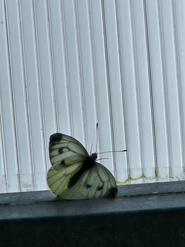 Green-veined White