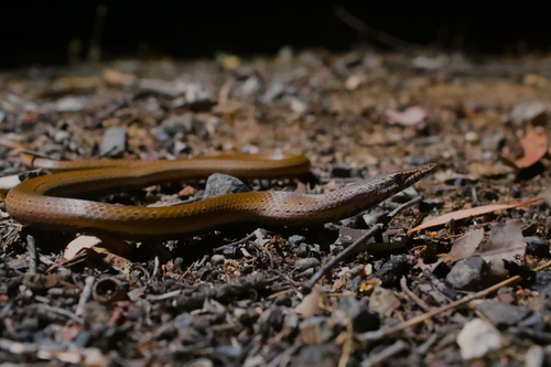 Burton's Legless Lizard