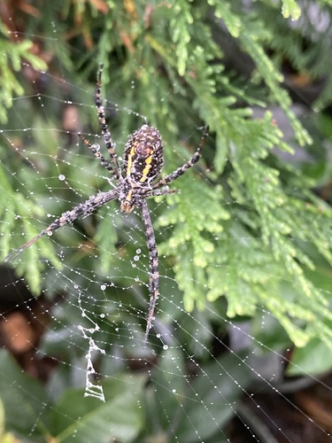 Banded Garden Spider