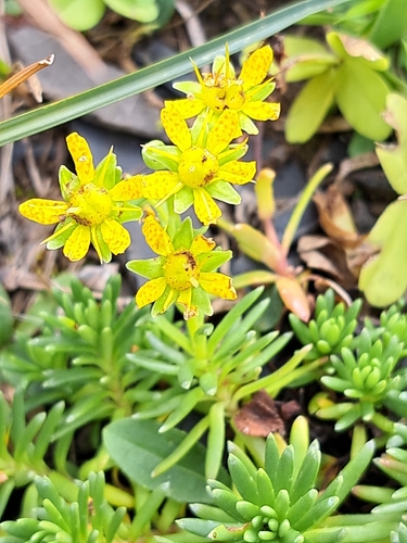 Yellow Saxifrage