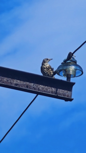 Mistle Thrush