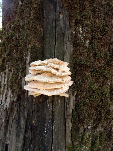 chicken of the woods