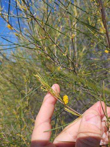 Acacia burkittii observed 2026-09-21