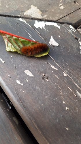 Isabella Tiger Moth