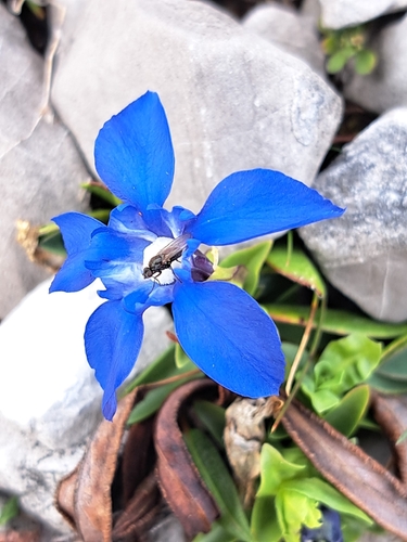 spring gentian