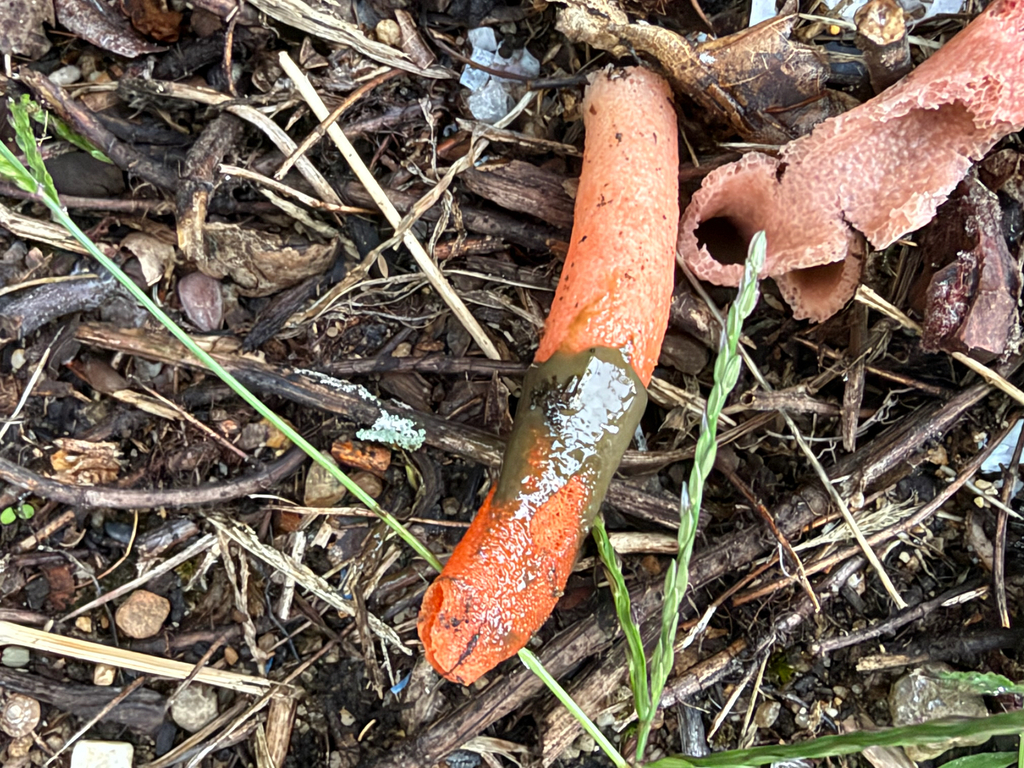 devil's dipstick · September 2026 · photo: Photo: (c) Sawyer Baran, some rights reserved (CC BY) · iNaturalist