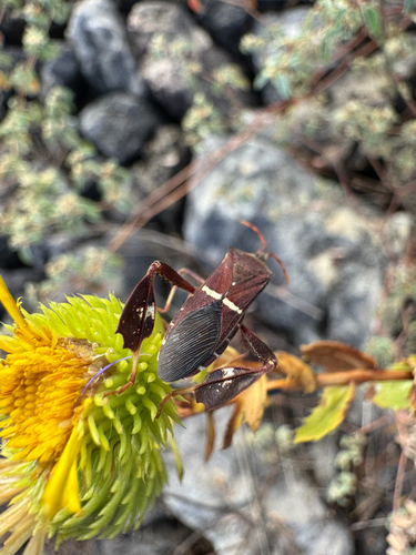 Eastern Leaf-footed Bug
