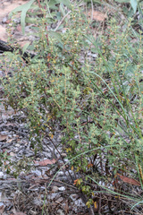 Boronia duiganiae