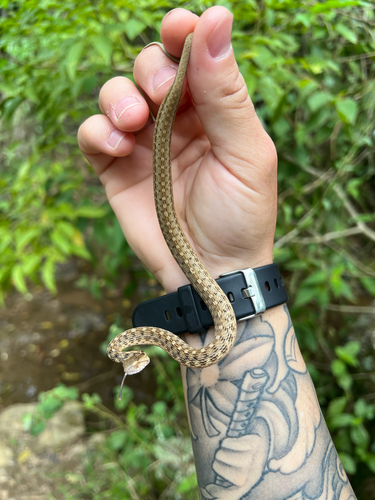 Coastal Mock Viper