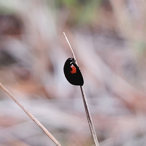 Pine Ladybird