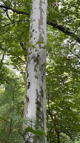 American sycamore